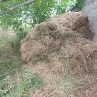 گیاه|گل و گیاه طبیعی|شوط, |دیوار