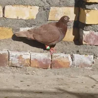 مناسب قیمت کبوتر معاوضه با گندم ت