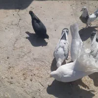 کبوتر تهرونی و دم چتری .گل پنبه‌ای|پرنده|اصفهان, دارک|دیوار