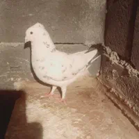 کبوتر پلاکی روزگاری|پرنده|لردگان, |دیوار