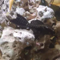 ماهی لجن خوار ولوچ پاکستانی و سورم و۰۰۰۰