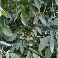 باغ فروشی|فروش زمین و ملک کلنگی|مشهد, سرافرازان|دیوار