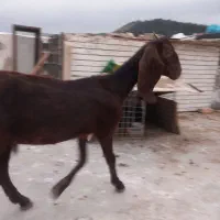 بز پاکستانی ماده