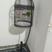 قفس کف قیمت