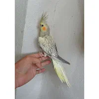 عروس هلندی مرواریدی ماده ۵ماهه دستی و رام