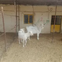 یک گله بز سان اصل|حیوانات مزرعه|شیروان (خراسان), |دیوار