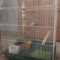 قفس عروس هلندی با تمام لوازم تمیز و شسته شده