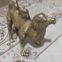 شتر برنز خارجی