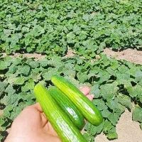 بفرمایید خیار تازه مزرعه
