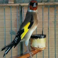 گپ عشقبازان سهره خراسان