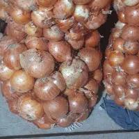 پیاز زرد طلایی