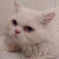 واگذاری گربه پرشین نر عقیم شده