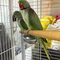 شاه طوطی|پرنده|رشت, گلسار|دیوار