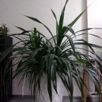 سلام. گل و گلدان