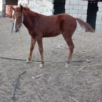 اسب نریان|اسب و تجهیزات اسبسواری|برازجان, |دیوار