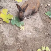 خرگوش|موش و خرگوش|مینودشت, |دیوار