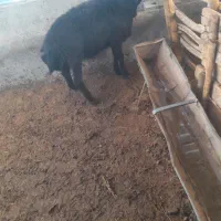 بره قوچ قره قزل|حیوانات مزرعه|ملکان, |دیوار