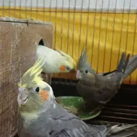 عروس هلندی جفت + جوجه + تخم