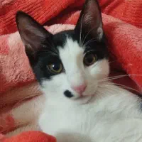 گربه