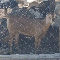 بز نزار گوشتی|حیوانات مزرعه|تخت, |دیوار