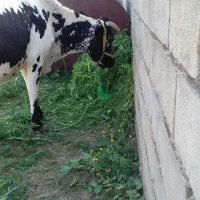 یک عددگاو دورگه با یک گوساله نر سمینتال هشت ماهه|حیوانات مزرعه|بلبان آباد, |دیوار