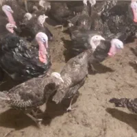 بوقلمون برنز