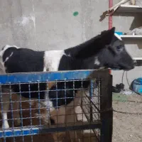 گوساله ماده هلشتاین