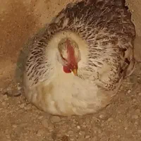 مرغ خانگی تخم گذار