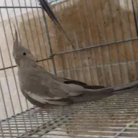 وایت فیس کینگ سایز