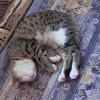 به یابنده این گربه درانزاب ۵۰۰ هزارتومان مژدگانی|گربه|مراغه, |دیوار