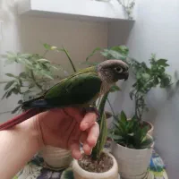 گیرنچک لئوساید دستی