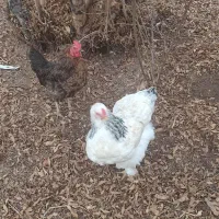 مرغ برهما لایت و مرغ بومی