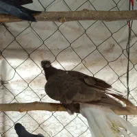 کفتر|پرنده|فردوسیه, |دیوار