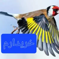 سهره جهرمی کت باز کن