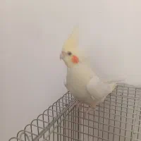 جوجه عروس دونخور سرلاکی کوتوله اشتی|پرنده|بندرعباس, |دیوار