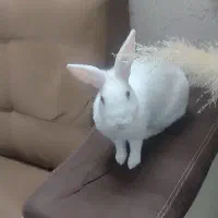 خرگوش چشم شرابی