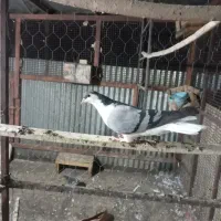 کبوتر گرفتنی