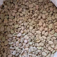 باقلا شاخ بزی