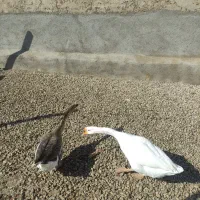 قوغاز و غاز محلی|حیوانات مزرعه|خرمدشت, |دیوار