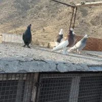 کبوتر بهبانی|پرنده|شیراز, جوادیه|دیوار