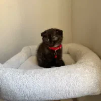 گربه اسکاتیش