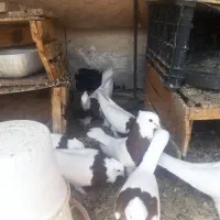 کبوتر طوقی بدون غلط