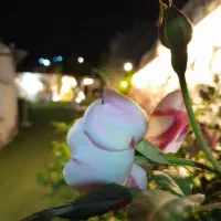 تالار وباغ عروسی|خدمات پذیرایی، مراسم|تبریز, |دیوار