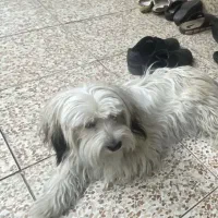 سگ پیدا شده