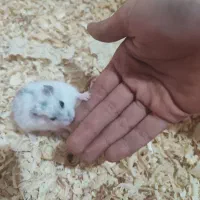 همستر ماده سه ماهه|موش و خرگوش|کرج, اصفهانیها|دیوار