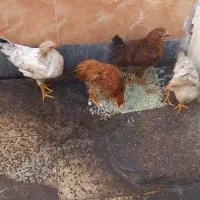 مرغ|حیوانات مزرعه|اهواز, حصیرآباد|دیوار