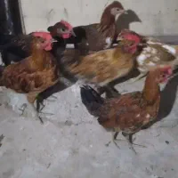 جوجه خروس گلین