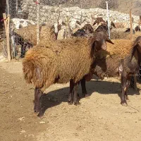 بره شک ورن|حیوانات مزرعه|چگنی, |دیوار