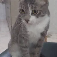 واگذاری رایگان گربه