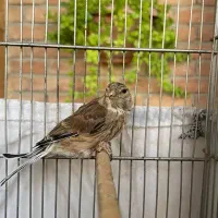 سهره، سینه سرخ، گلبسر|پرنده|تهران, ازگل|دیوار